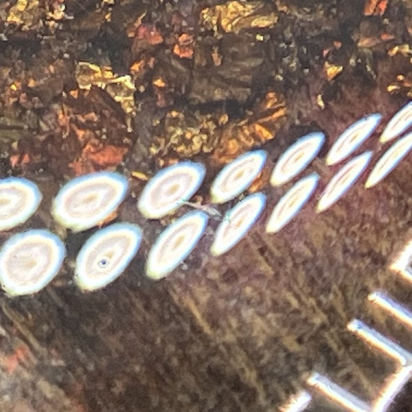 【中古】V16 DIVINITY【日本橋】