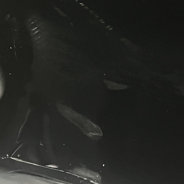 【中古】Quietcomfort Ultra Earbuds 2nd Gen Black【秋葉原】