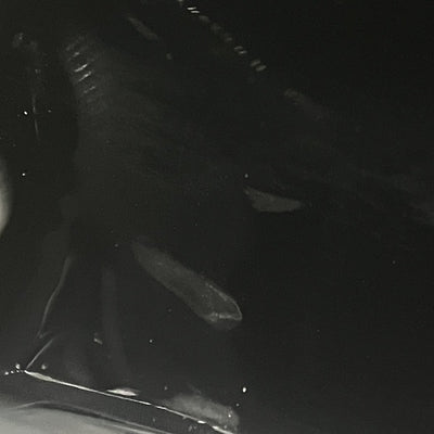 【中古】Quietcomfort Ultra Earbuds 2nd Gen Black【秋葉原】