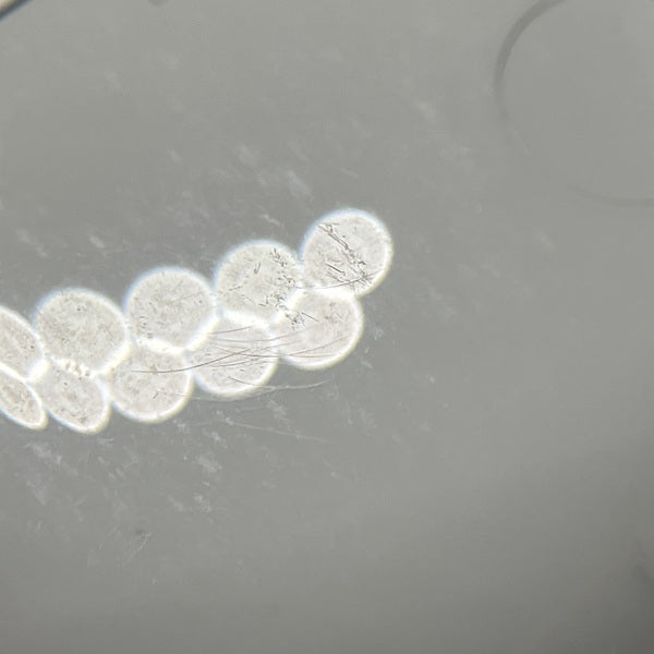 【中古】MagSafe充電ケース(USB-C)付きAirPods Pro(第2世代) MTJV3JA【仙台】